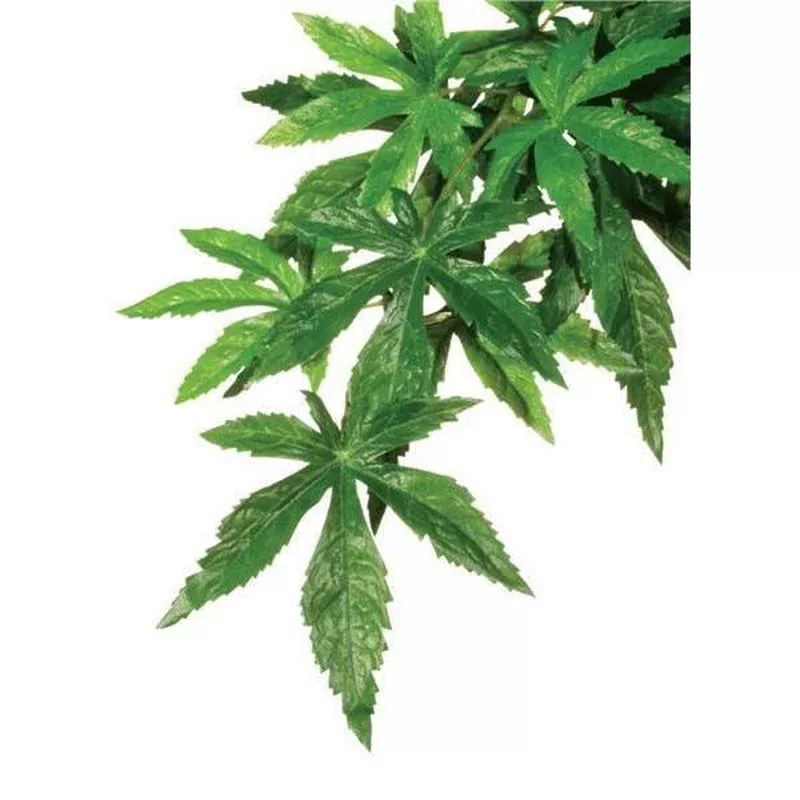 exo-terra-forest-plant-abutilon-medium Exo Terra Forest Plant Abutilon Medium
