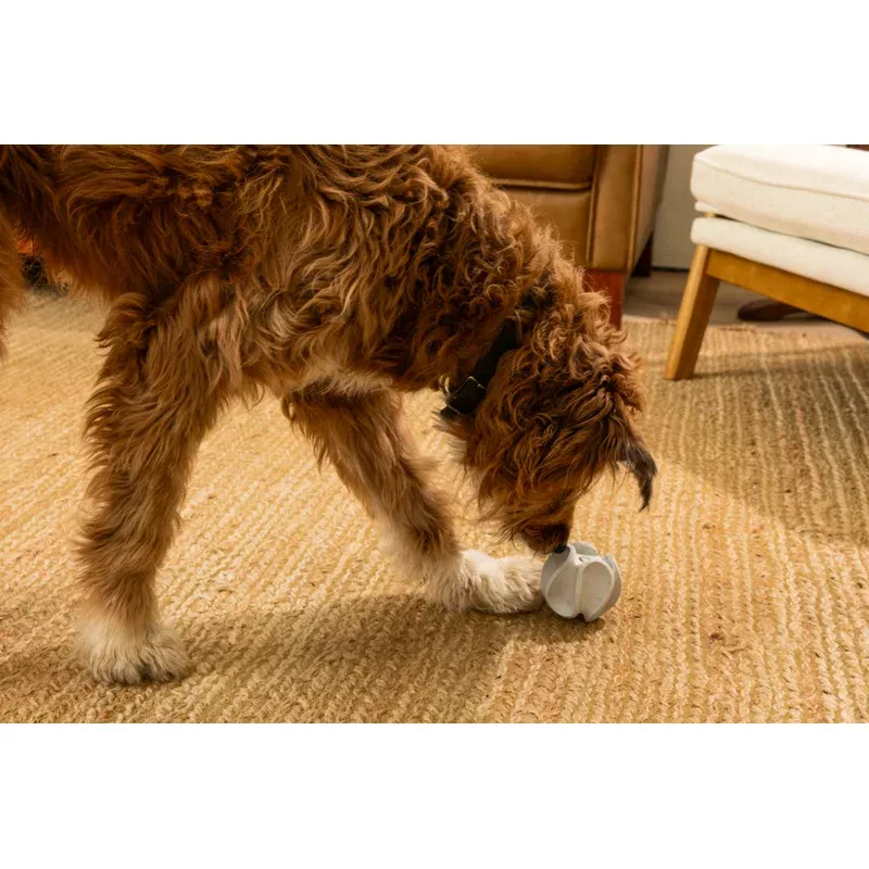 lay-lo-sessions-intro-to-dog-enrichment LAY LO Sessions: Intro to Dog Enrichment