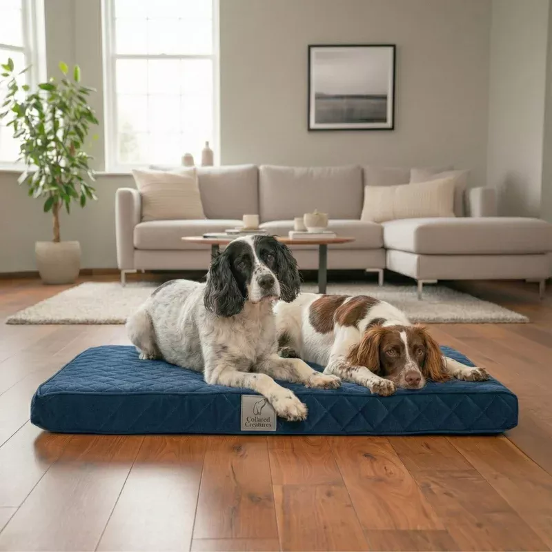 sapphire-blue-velour-luxury-mattress-dog-bed Sapphire Blue Velour Luxury Mattress Dog Bed