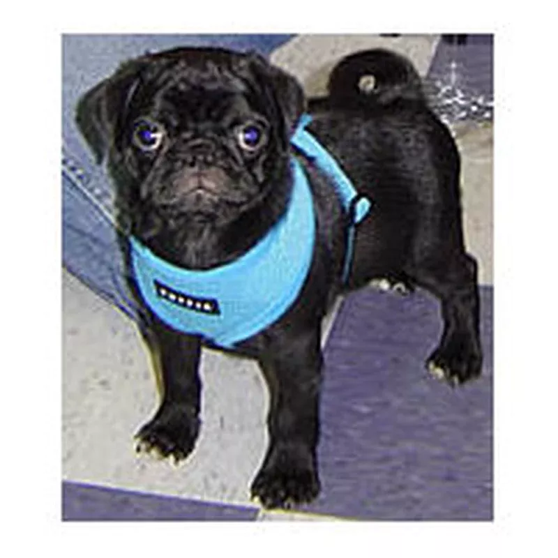 soft-harness-by-puppia Soft Harness by Puppia