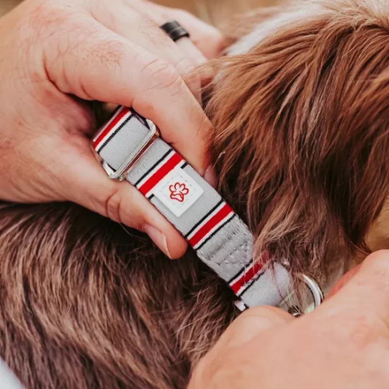 top-rocks-helmet-stripe-pet-collar Top Rocks Helmet Stripe Pet Collar