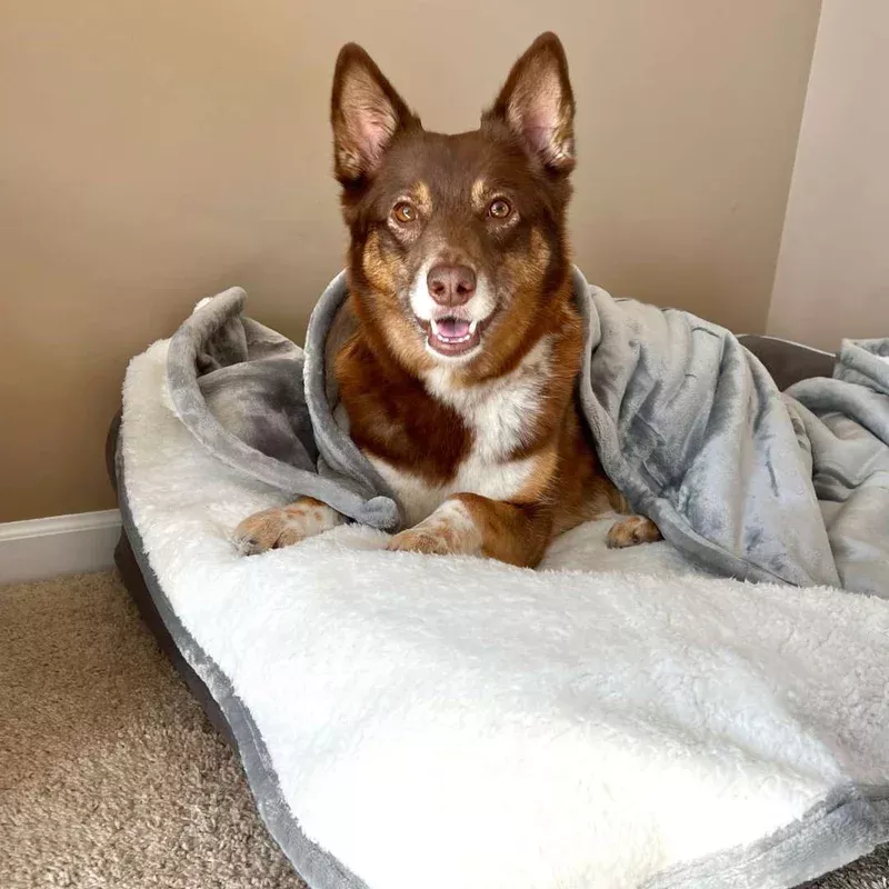 waterproof-plush-dog-blanket Waterproof Plush Dog Blanket