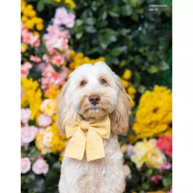 yuzu-yellow-linen-dog-sailor-bow Yuzu Yellow Linen Dog Sailor Bow